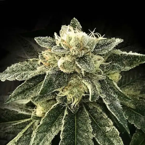 White Chocolope Fem Cannabis Seeds