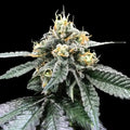 You Whoo Reg Cannabis Seeds