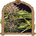 ZZZ... Strain