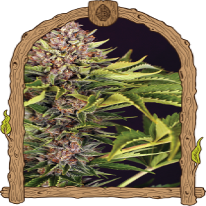ZZZ... Strain