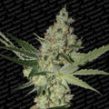 Acid Feminizada de Paradise Seeds