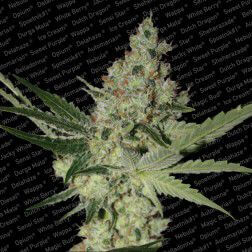 Acid Feminizada de Paradise Seeds
