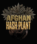 Afghan Hash Plant Auto Strain