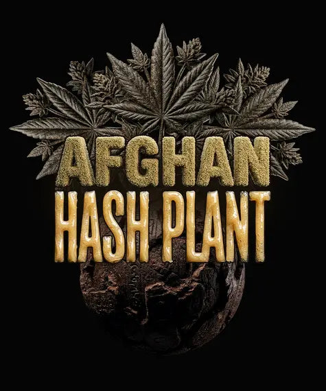 Afghan Hash Plant Auto Strain