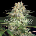 Afghan Kush Ryder