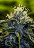 Afghan Auto