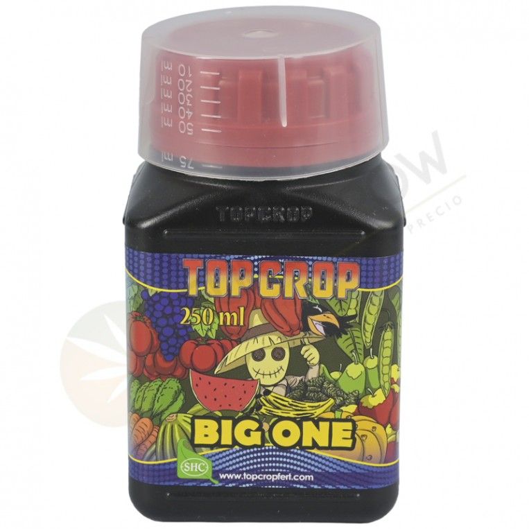 Big One