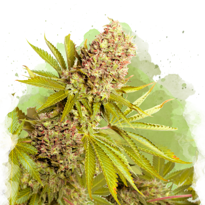 AK-48 Autoflower