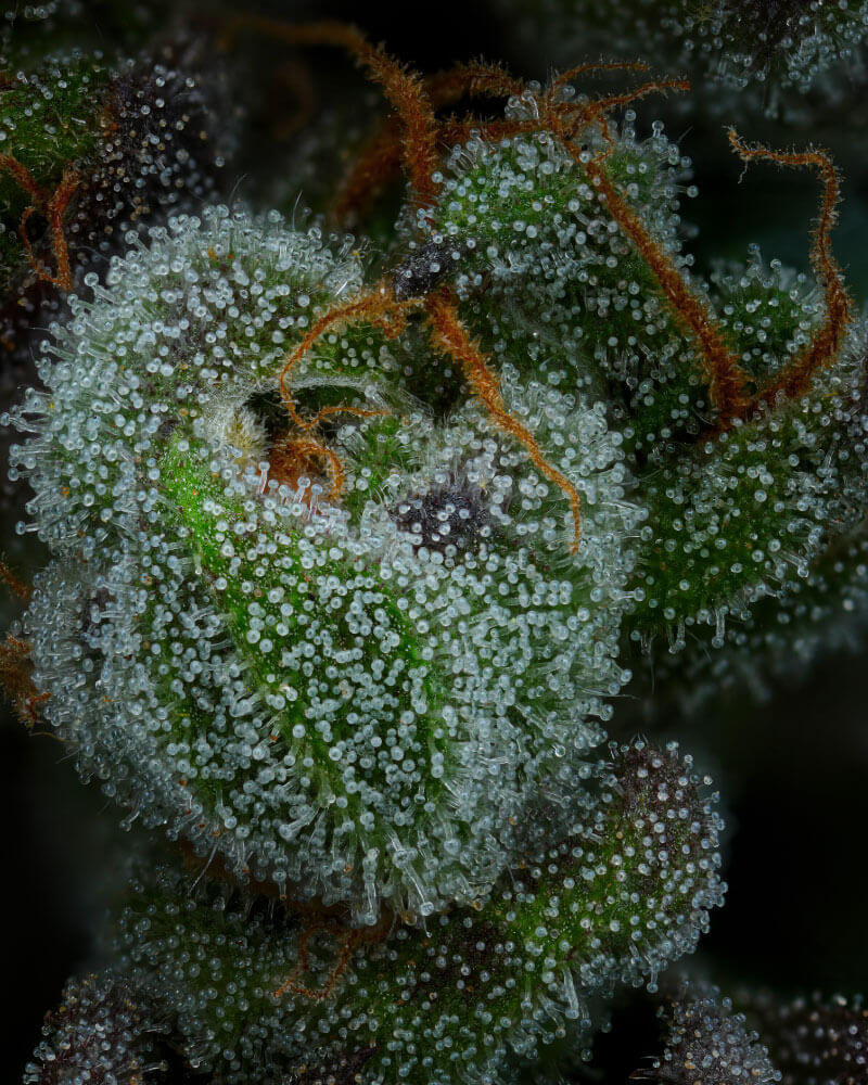 All Gas OG Feminizada de Humboldt Seed Company