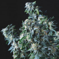 Amnesia Gold Regular