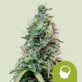 Amnesia Haze Auto
