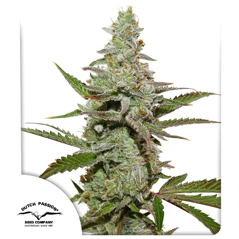 Amsterdam Amnesia®