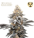 Apollo Black Cherry© Feminized Cannabis Seeds