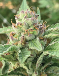 Apple Blossom Feminizada de Humboldt Seed Company