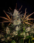 Apple Strudel Auto Autofloreciente de Fast Buds