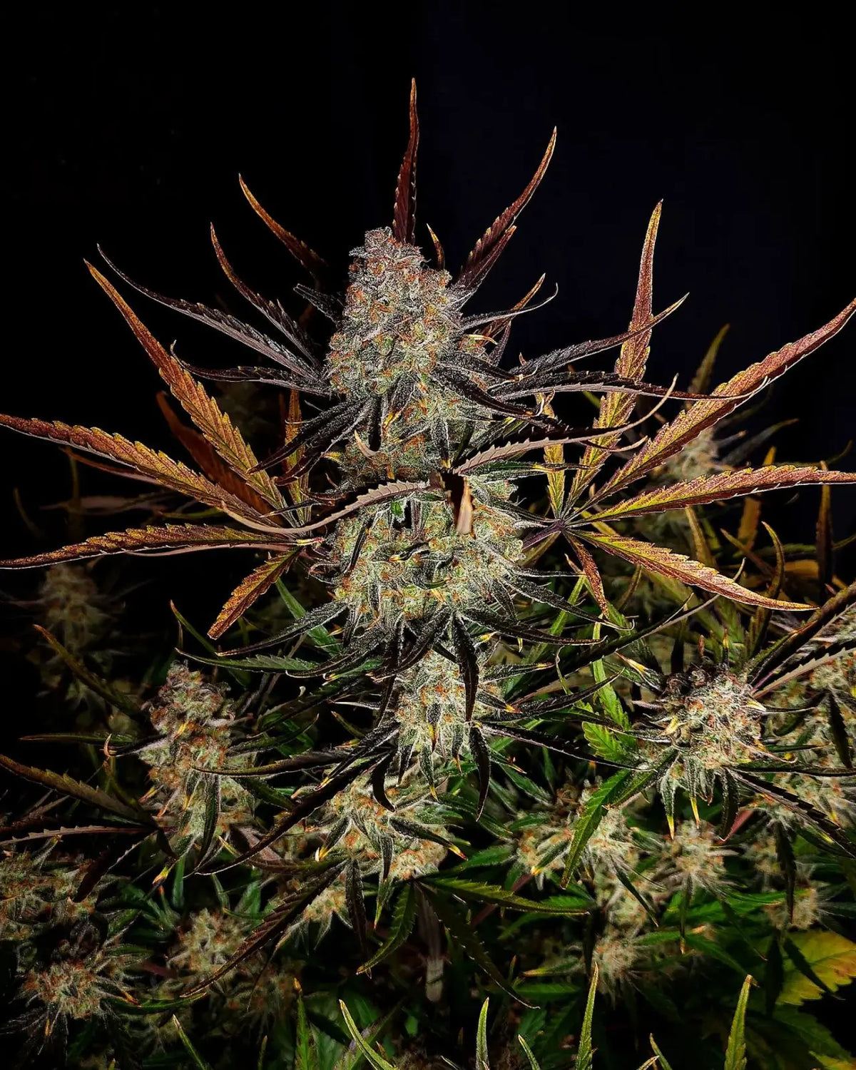 Apple Strudel Auto Autofloreciente de Fast Buds