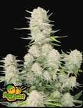 Apricot Auto Autofloreciente de Fast Buds