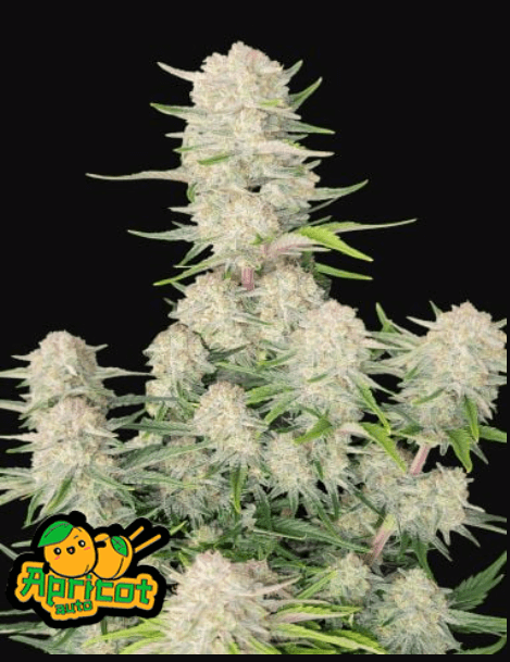 Apricot Auto Autofloreciente de Fast Buds