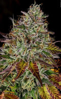 Apricot Candy Feminizada de Paradise Seeds