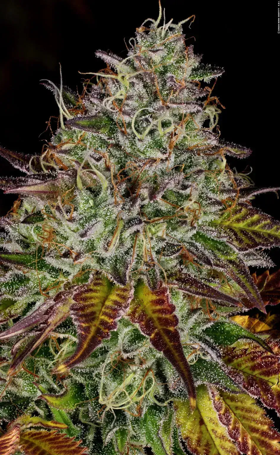 Apricot Candy Feminizada de Paradise Seeds