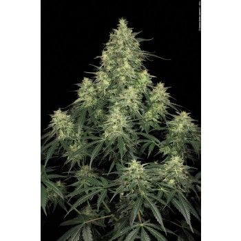 Atomical Haze Feminizada de Paradise Seeds