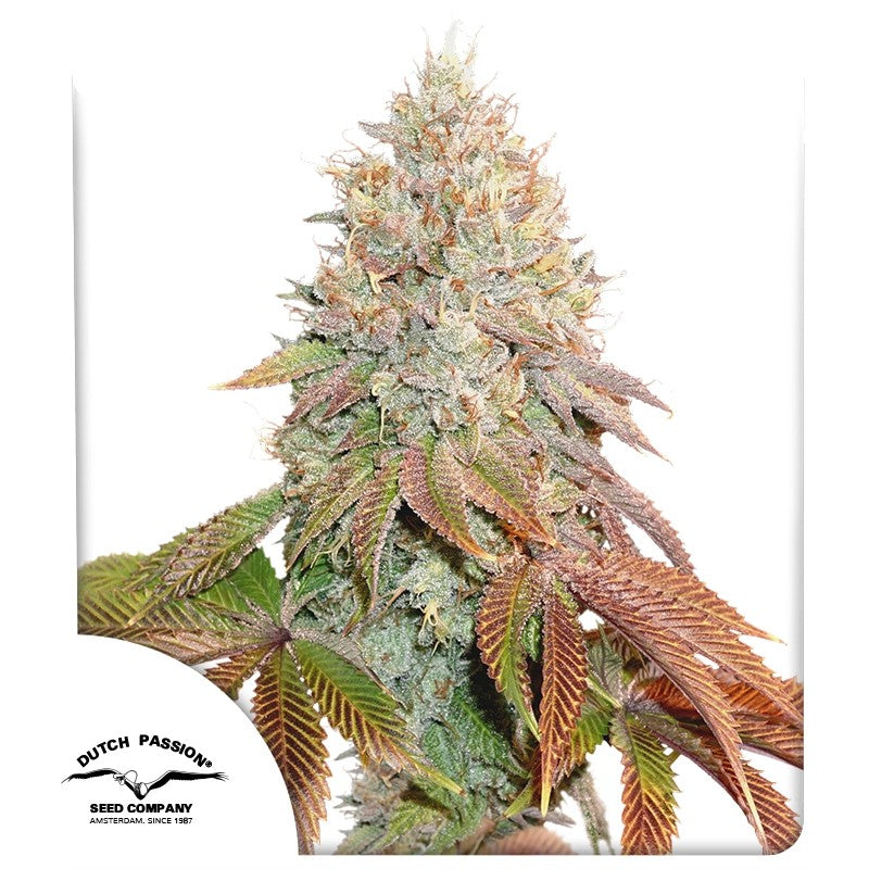 Auto Banana Blaze®