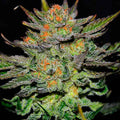 Auto Blue Ace CBD ®