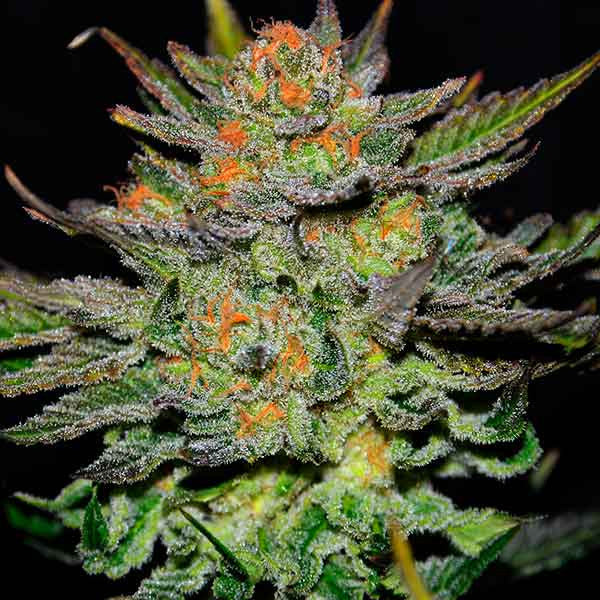 Auto Blue Ace CBD ®