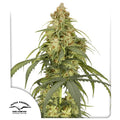 Auto CBD-Victory®
