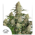 Auto Critical Orange Punch®