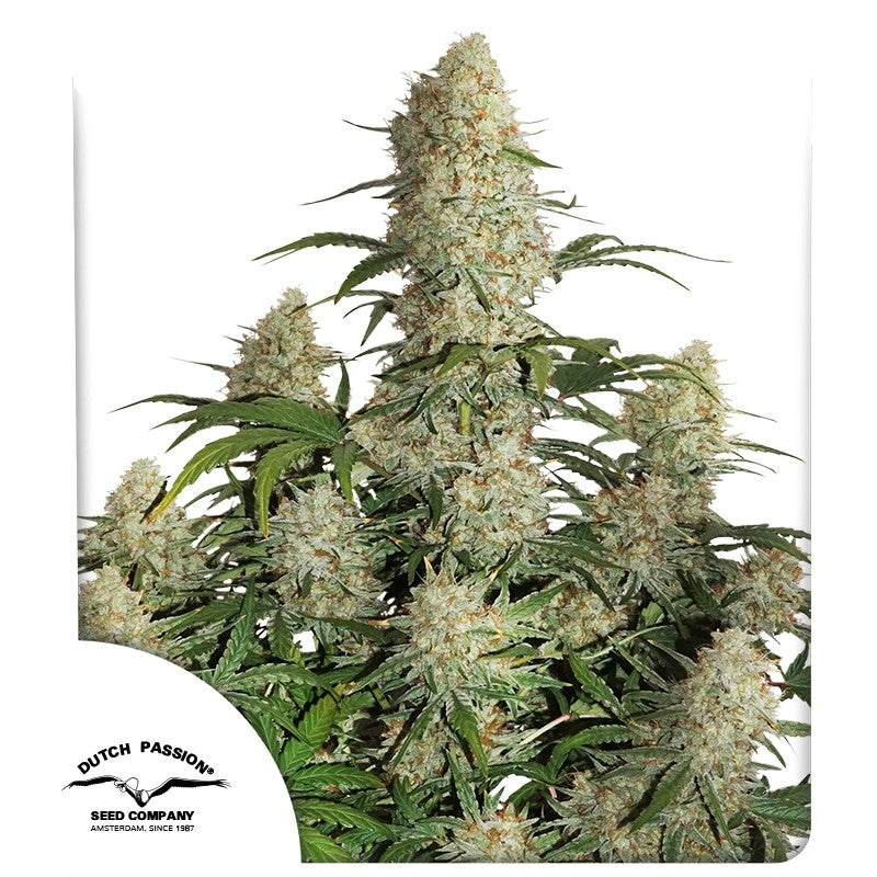 Auto Critical Orange Punch®