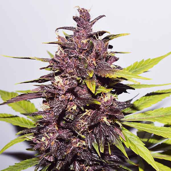 Auto Dark Purple ®