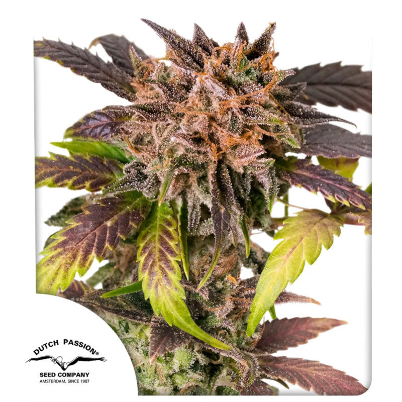 Auto GrapefruitZ®