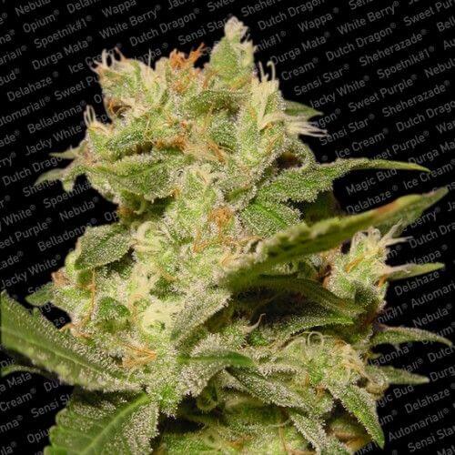 Auto Jack Autofloreciente de Paradise Seeds