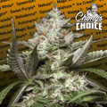Auto Kong 4 Autofloreciente de Paradise Seeds