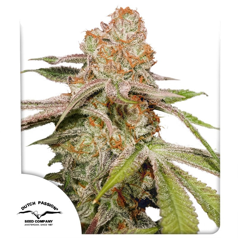 Auto MAC #1