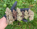 Auto Mix Pack Autofloreciente de Fast Buds