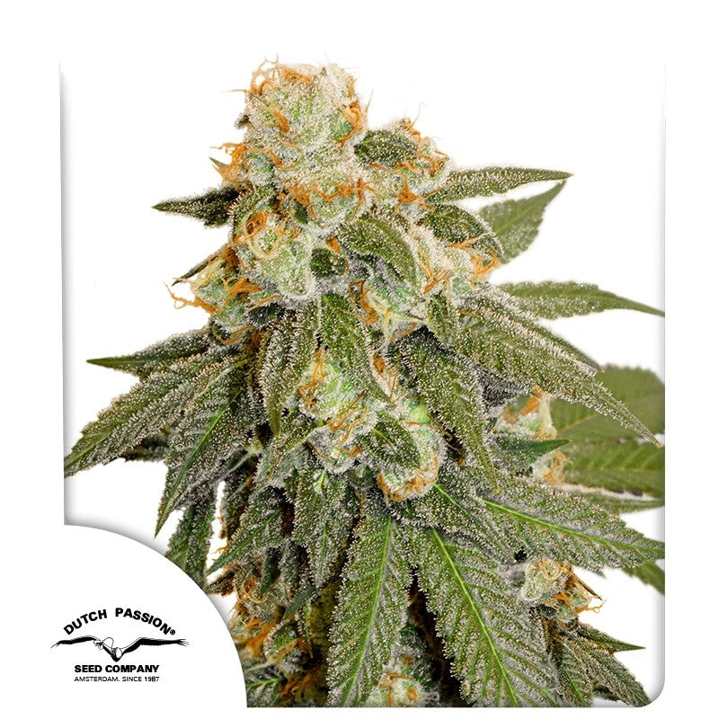 Auto Orange Bud®