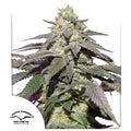 Auto Skywalker Haze®