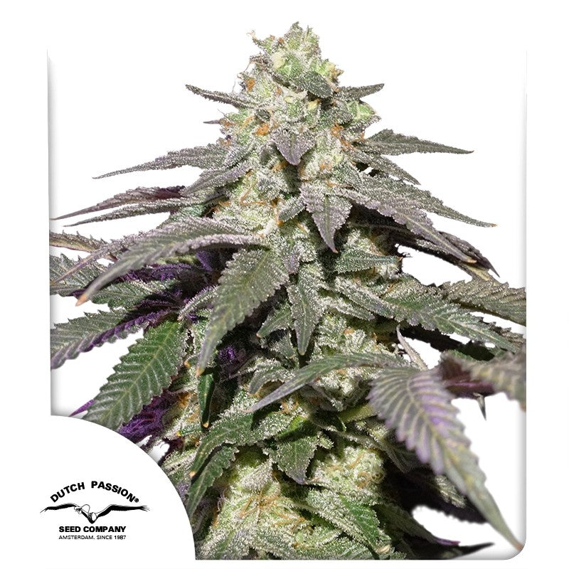 Auto Skywalker Haze®