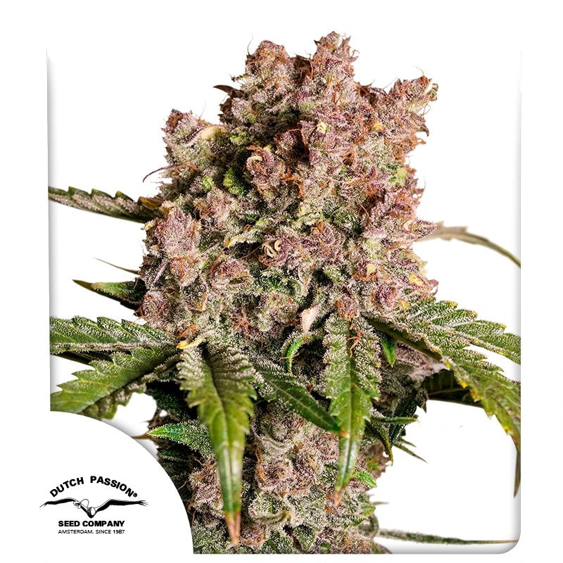 Auto Strawberry Soda