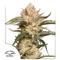 Auto Trichome & Cream