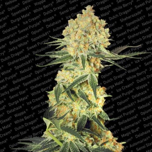 Auto Wappa Autofloreciente de Paradise Seeds