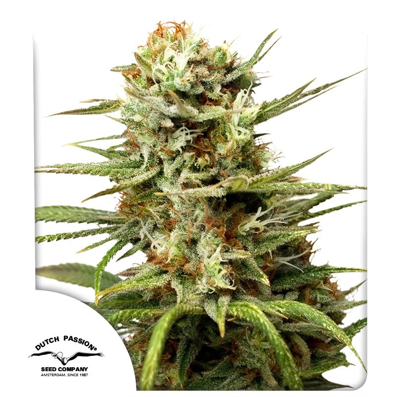 Auto White Widow®