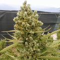 Auto Malawi x Northern Lights Feminizada