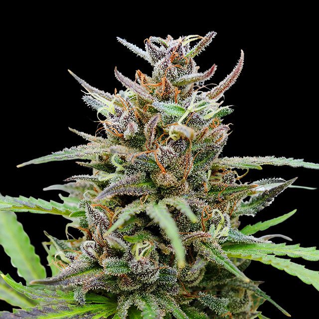 Baby Boom Auto