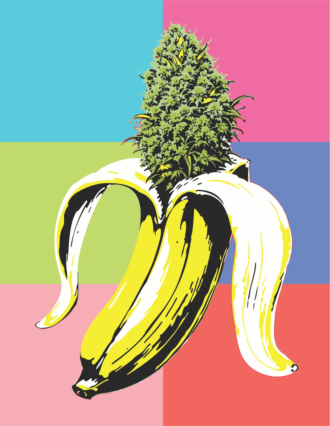 Banana OG Auto Autofloreciente de Humboldt Seed Company