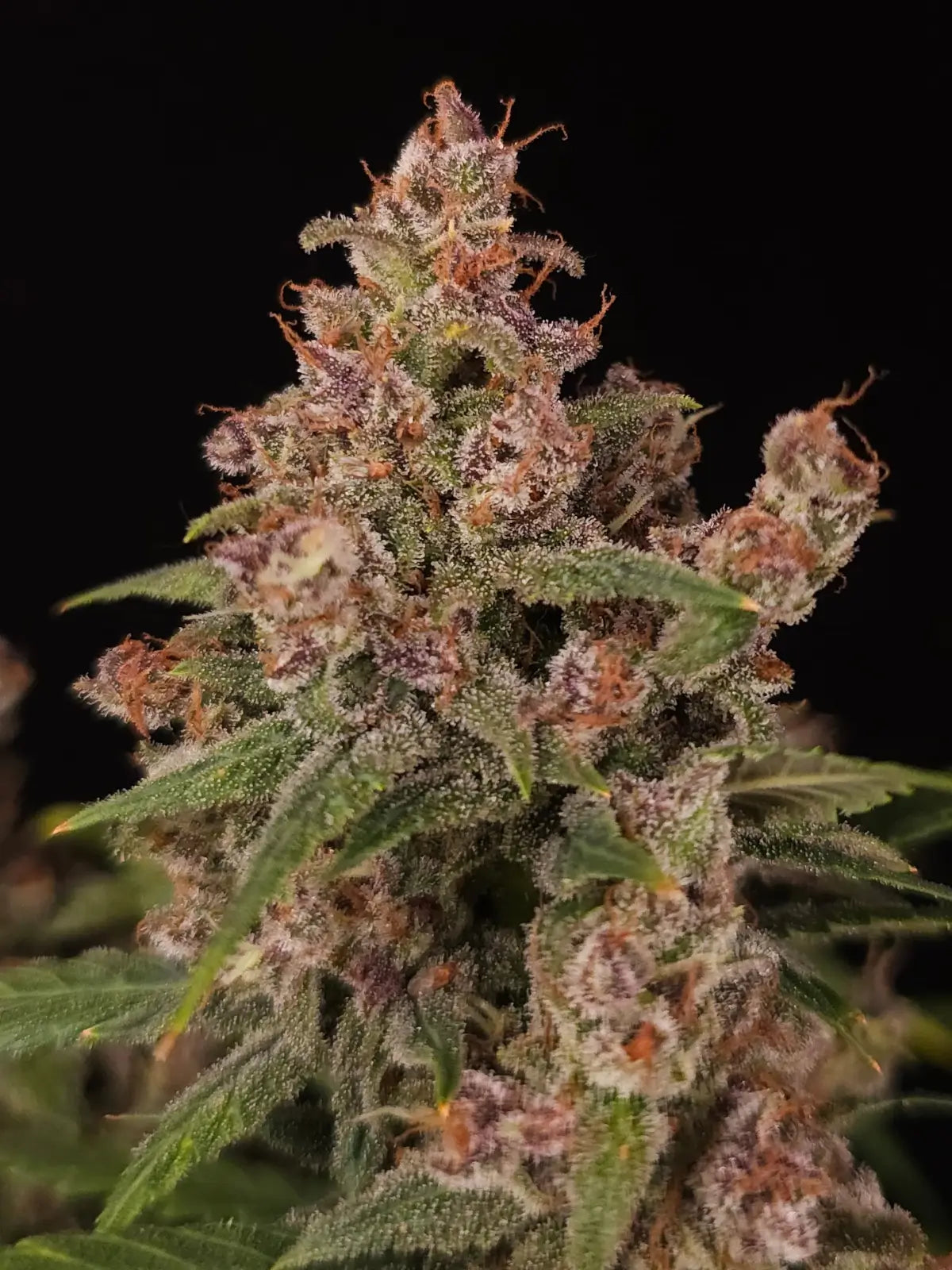 Banana Purple Auto Autofloreciente de Paradise Seeds