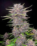 Banana Purple Punch Auto Autofloreciente de Fast Buds