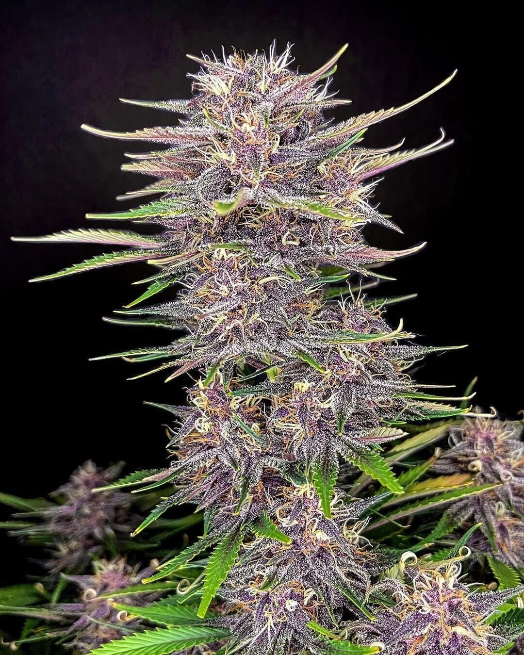 Banana Purple Punch Auto Autofloreciente de Fast Buds